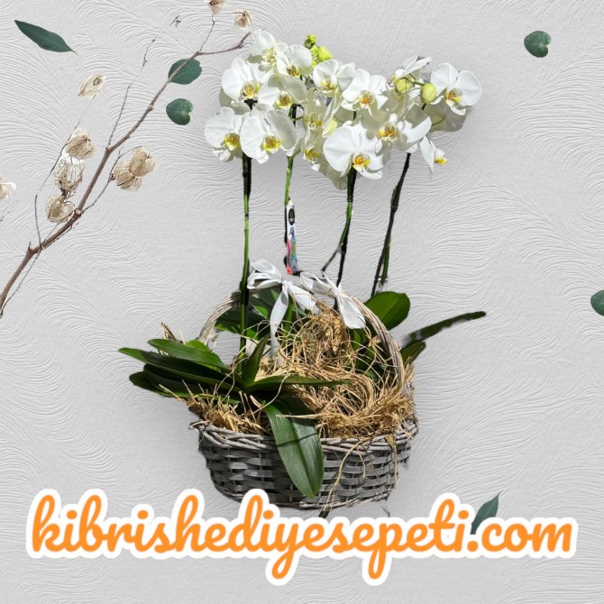 Sepette 4 Dal Beyaz Orkide